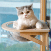 Solid wood spacecraft cat nest cat hammock hanging suction cup climbing frame balcony