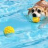 Dog Toy Training Teeth Grinding Ball Speaking Toothbrush Dog Outdoor Interaction
