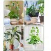 Clear Acrylic Plant Support Trellis