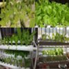 Hydroponic Plastic Fixing Basket
